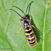 Vespula flavopilosa - Photo (c) Don Magnusson, όλα τα δικαιώματα διατηρούνται, uploaded by Don Magnusson