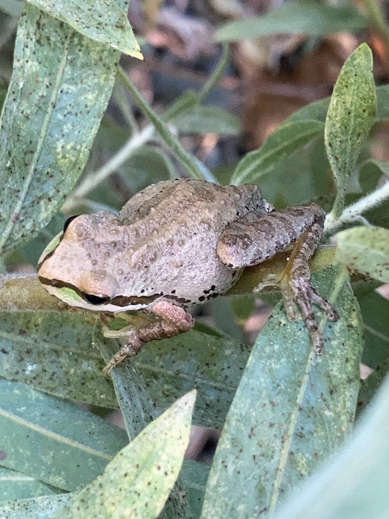 Sierran Tree Frog from Russian River, Ukiah, CA, US on September 14 ...