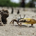 Thin-fingered Fiddler Crab - Photo (c) Diogo Silva, all rights reserved, uploaded by Diogo Silva