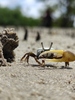 Thin-fingered Fiddler Crab - Photo (c) Diogo Silva, all rights reserved, uploaded by Diogo Silva