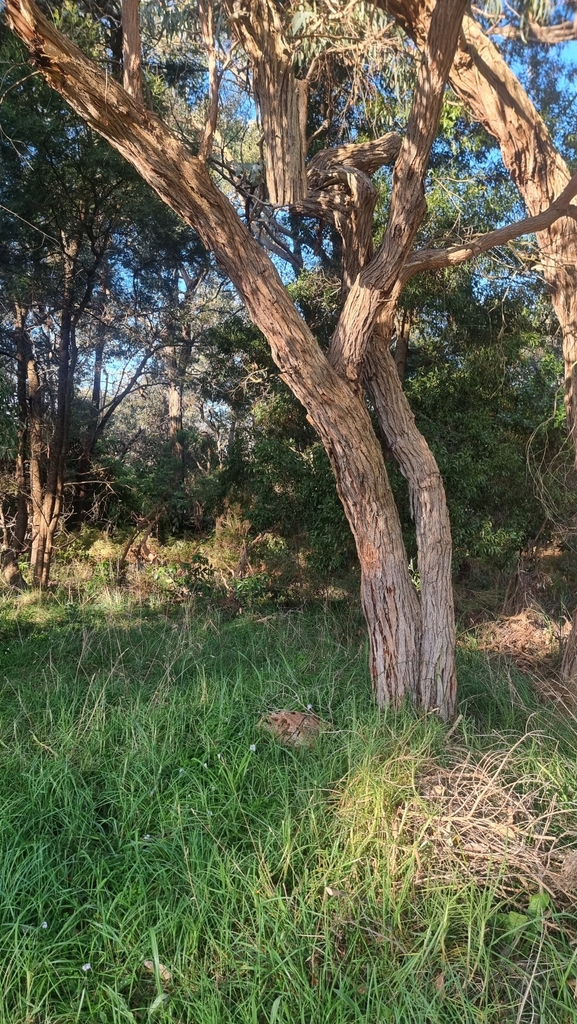 Mealy Stringybark from Balnarring VIC 3926, Australia on September 16 ...