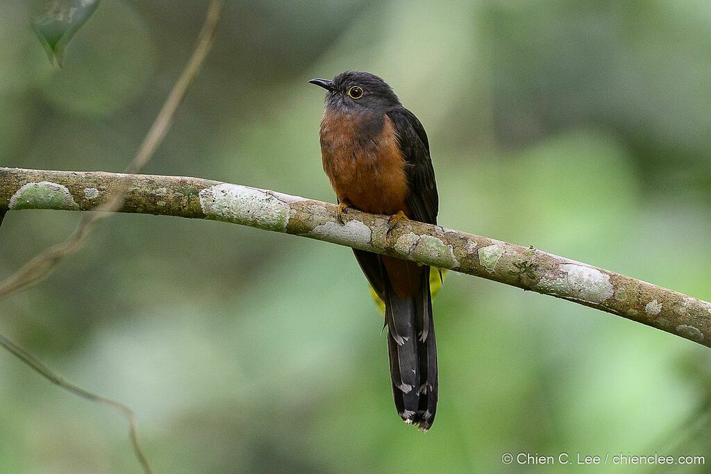 Sulawesi Cuckoo (Cuculus crassirostris) photo