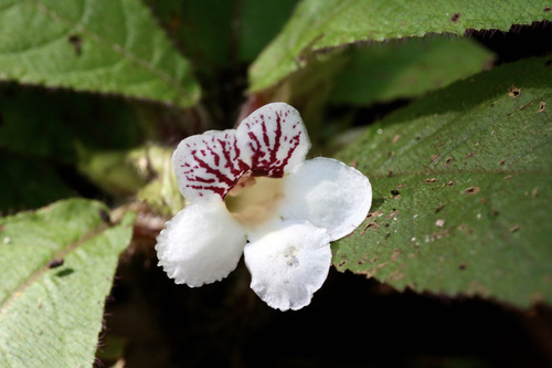 Nautilocalyx ecuadoranus