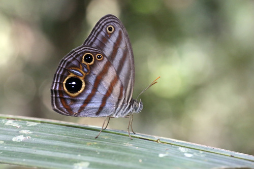 Genus Trico · iNaturalist