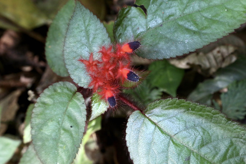 Pearcea rhodotricha