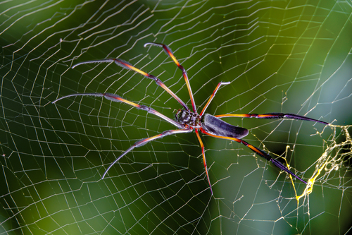 Redleg Orbweaver