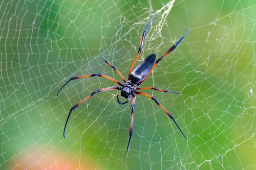 Redleg Orbweaver