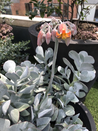 Cotyledon image