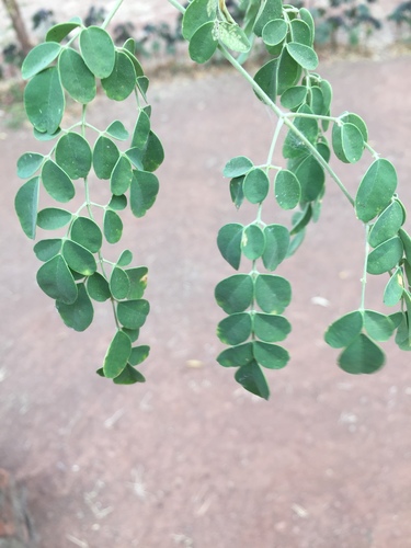 Moringa tree