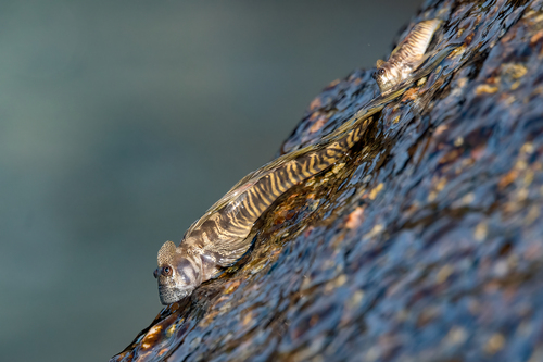 Alticus monochrus