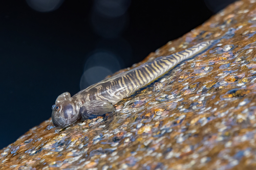 Alticus monochrus