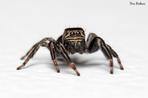Evarcha arcuata