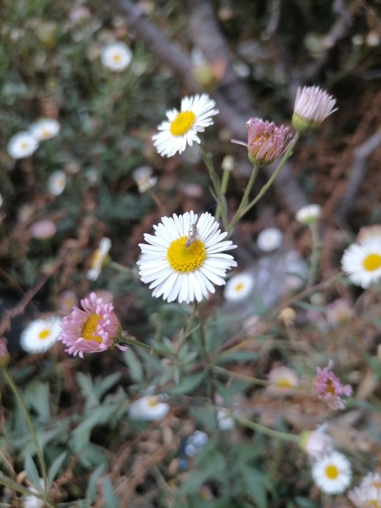 sunflowers, daisies, asters, and allies from Johannesburg,wits on