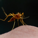 Aedes fulvus - Photo (c) pbertner, כל הזכויות שמורות, הועלה על ידי pbertner