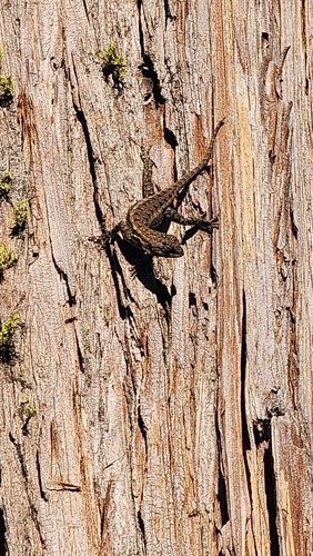 iNaturalist observation photo of Western Fence Lizard