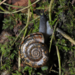 Illyrian Rock Snail - Photo (c) Alessandro Sella, all rights reserved, uploaded by Alessandro Sella