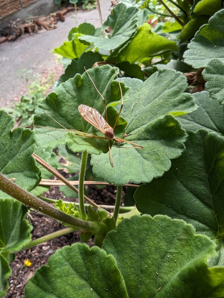Winged and Oncewinged Insects from Rosemount, Kitchener, ON N2B