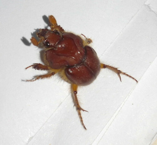 neoathyreus castaneus