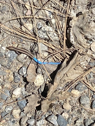 iNaturalist observation photo of Gilbert's Skink