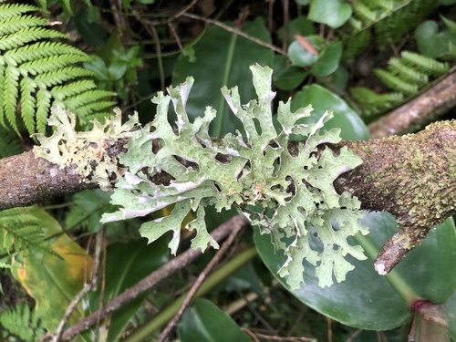 Lobaria macaronesica