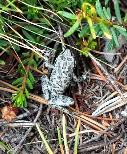 iNaturalist observation photo of Pacific chorus frog
