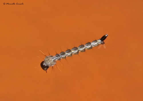 Asian Tiger Mosquito