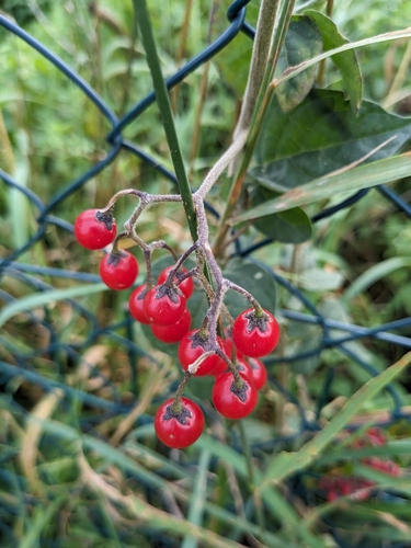 bittersweet nightshade