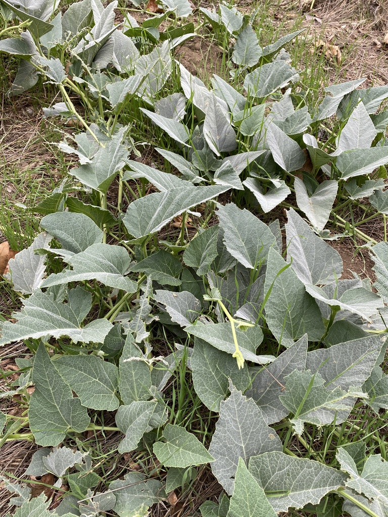 Buffalo Gourd from S Creekview Ln, Anaheim, CA, US on September 16 ...
