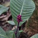 Palicourea jatun-sachensis - Photo (c) Dr. Alexey Yakovlev, todos los derechos reservados, subido por Dr. Alexey Yakovlev