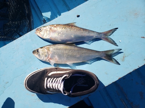 American Shad