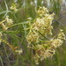 Heliotropium messerschmidioides - Photo (c) wojtest, todos los derechos reservados, subido por wojtest