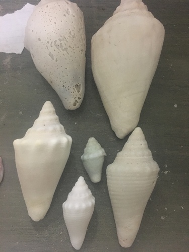 Milk Conch