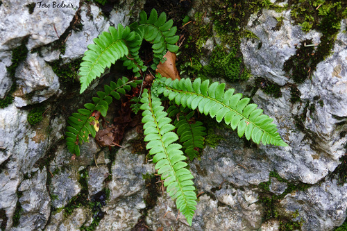 Polystichum lonchitis