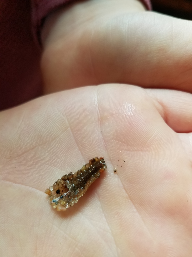 Caddisflies from Fayal Township, MN 55734, USA on September 16, 2023 at