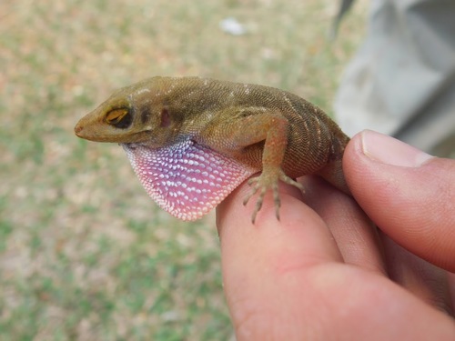 Malposo Scaly Anole