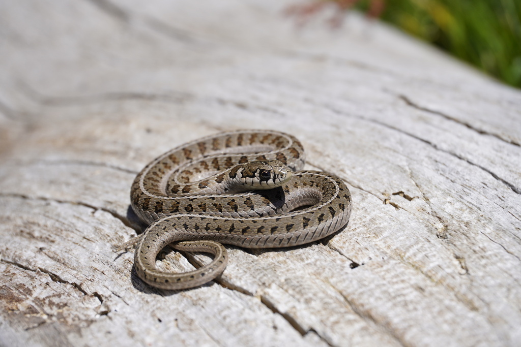 Longtail Alpine Garter Snake in September 2023 by Gustavo Monroy ...