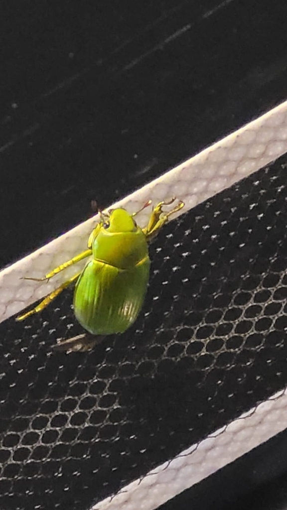 Jewel Scarabs from 66279 N.L., México on September 16, 2023 at 07:43 PM ...