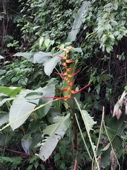 Heliconia latispatha image