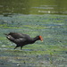 Indo-Pacific Common Moorhen - Photo (c) Banyumili, all rights reserved, uploaded by Banyumili