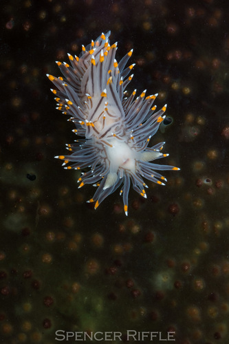 White-and-orange-tipped Nudibranch
