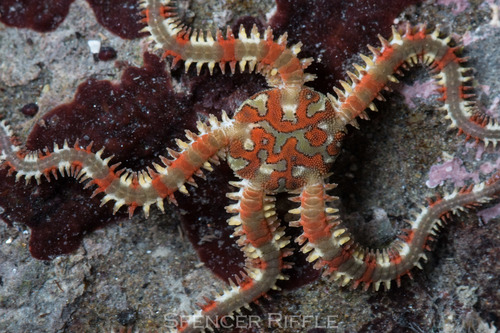 Daisy Brittle Star