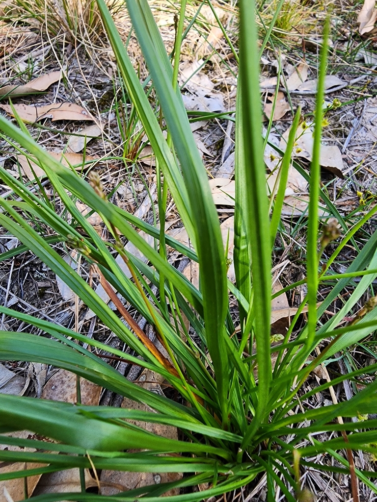 Pale Grass Lily from Frankston South VIC 3199, Australia on September ...