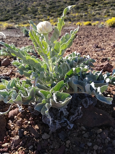 Stemmacantha cynaroides (Rhaponticum canariense)