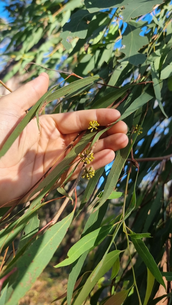 narrowleaf peppermint gum from Churchill VIC 3842, Australia on