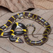 Laotian Wolf Snake - Photo (c) Natthaphat Chotjuckdikul, all rights reserved, uploaded by Natthaphat Chotjuckdikul