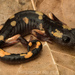 Yellow-blotched Ensatina - Photo (c) spencer_riffle, all rights reserved, uploaded by spencer_riffle