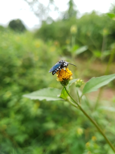 Cloak-and-Dagger Bees