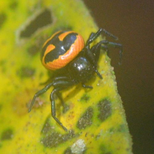 Pyresthesis laevis