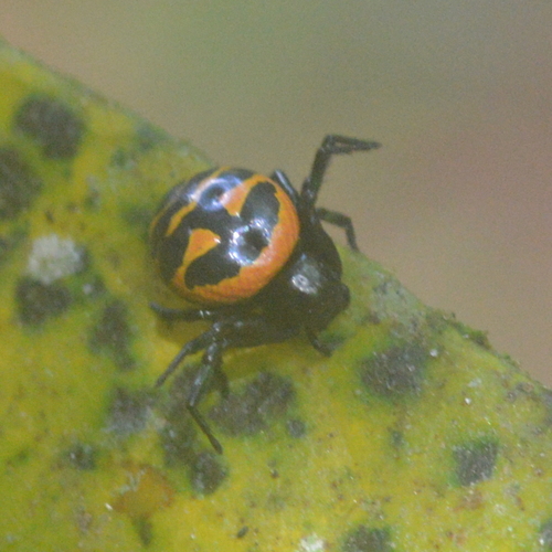 Pyresthesis laevis