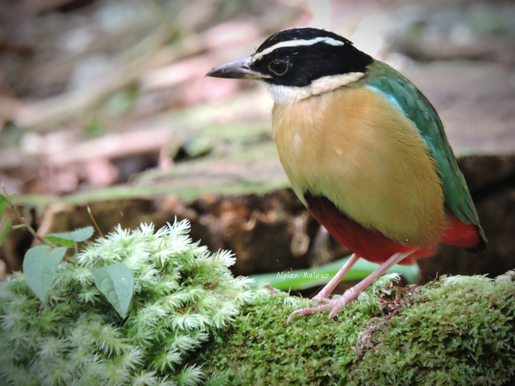 Banda Sea Pitta photo